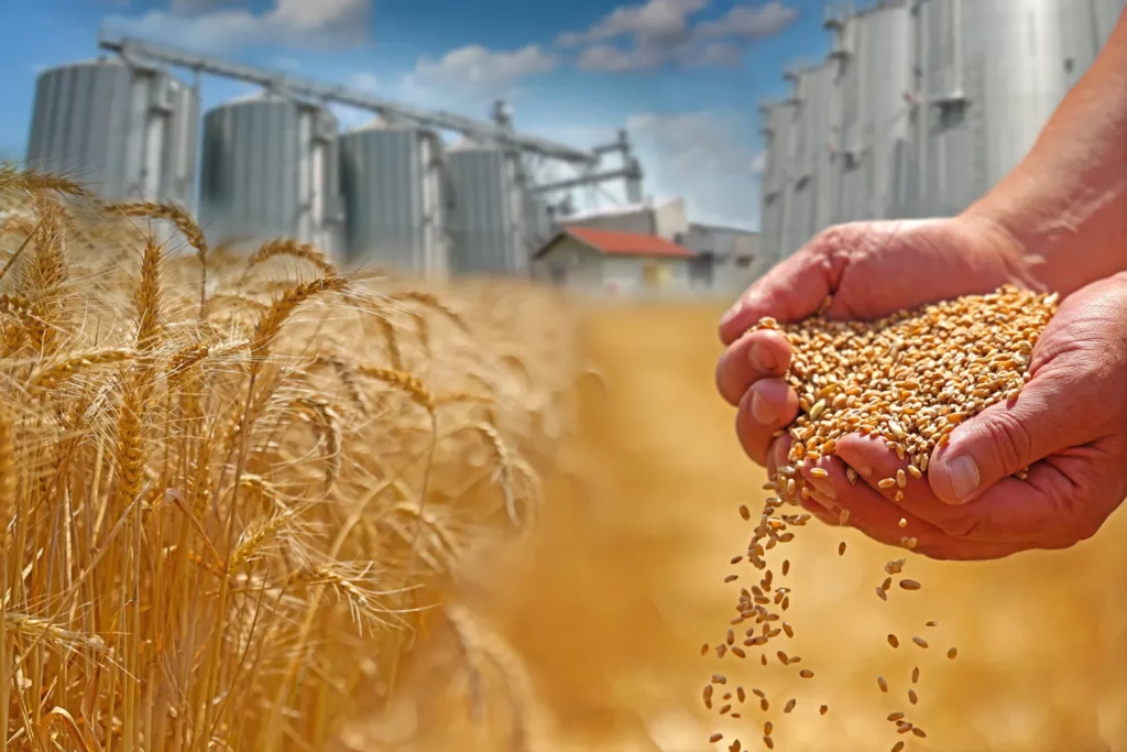 Grains de blé devant des silos de stockage de céréales