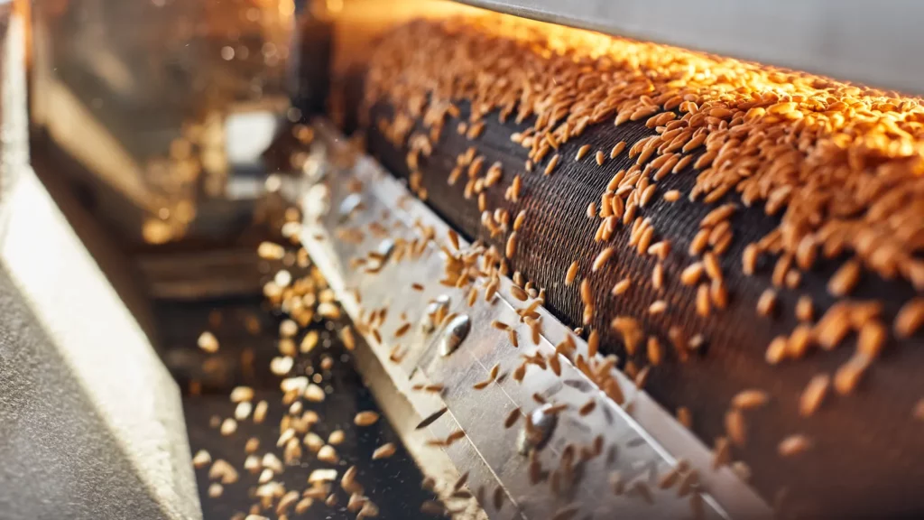 Grains de céréales sur un crible en tôle perforée