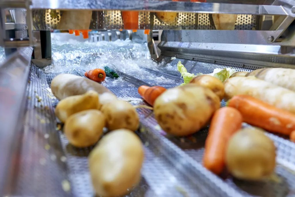 Légumes lavés sur un convoyeur en tôle perforée