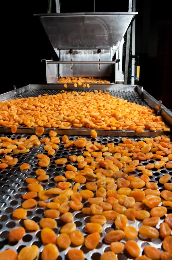 Abricots secs sur une grille de séchage perforée