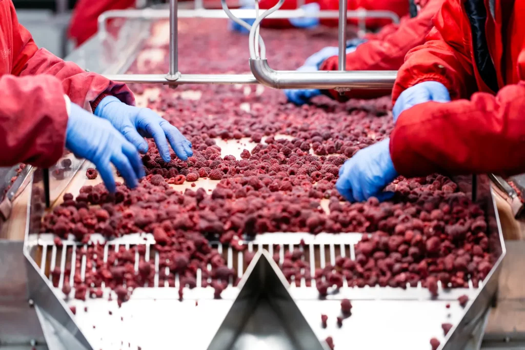Tri de framboises sur une table perforée